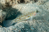 Coryphopterus bol (Sand-Canyon Goby)