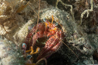 Dardanus venosus (Stareye Hermit Crab)