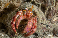 Dardanus venosus (Stareye Hermit Crab)