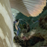 Ancylomenes pedersoni (Pederson Cleaner Shrimp)