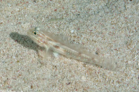 Coryphopterus tortugae (Patch-Reef Goby)