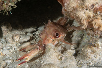 Achelous sebae (Ocellate Swimming Crab)
