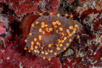 Corynactis caribbeorum (Orange Ball Corallimorph)