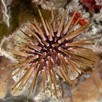 Echinometra viridis (Reef Urchin)