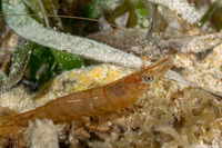 Farfantepenaeus aztecus (Brown Shrimp)