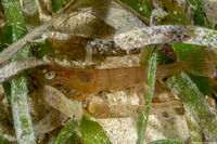 Penaeus aztecus (Brown Shrimp)