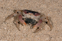 Gecarcinus lateralis (Blackback Land Crab)