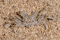 Ocypode quadrata (Atlantic Ghost Crab)
