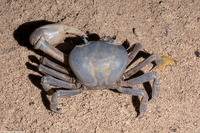 Cardisoma guanhumi (Blue Land Crab)