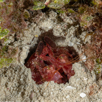 Lysiosquilla glabriuscula (Reef Mantis Shrimp)