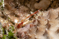 Munida pusilla (Common Squat Lobster)