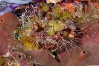Polycarpa spongiabilis (Giant Tunicate)