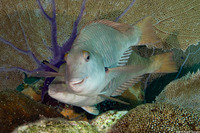 Sparisoma chrysopterum (Redtail Parrotfish)