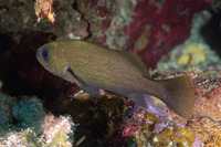 Odontoscion dentex (Reef Croaker)
