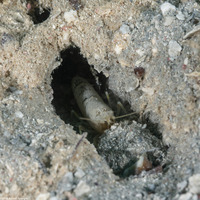 Alpheus cf. floridanus (Sand Snapping Shrimp)