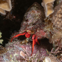 Paguristes cadenati (Red Reef Hermit Crab)