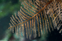 Sertularella diaphana (Branching Hydroid)
