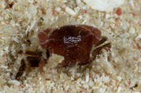 Clypeasterophilus rugatus (Wrinkled Pea Crab)