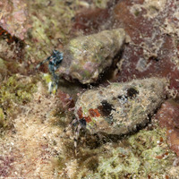 Pagurus brevidactylus (Shortfinger Hermit Crab)
