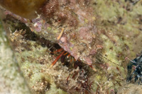 Calcinus tibicen (Orangeclaw Hermit Crab)