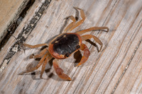 Gecarcinus lateralis (Blackback Land Crab)