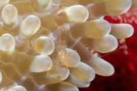Periclimenes rathbunae (Sun Anemone Shrimp)