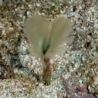 Anamobaea orstedii (Splitcrown Feather Duster)