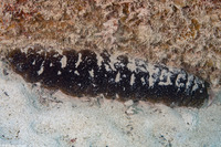 Holothuria mexicana (Donkey Dung Sea Cucumber)
