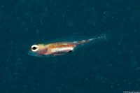 Coryphopterus hyalinus (Glass Goby)