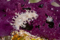 Tritoniopsis frydis (Tufted Tritoniopsis)