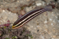 Scarus iseri (Striped Parrotfish)