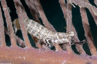 Pseudosquilla ciliata (Ciliated False Squilla)