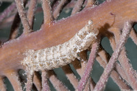 Pseudosquilla ciliata (Ciliated False Squilla)