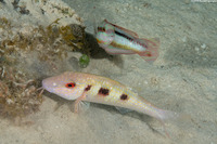 Pseudupeneus maculatus (Spotted Goatfish)