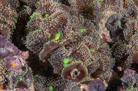Ricordea florida (Florida Corallimorph)