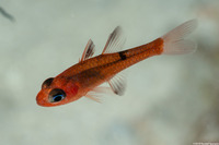 Apogon maculatus (Flamefish)