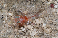 Metapenaeopsis goodei (Velvet Shrimp)