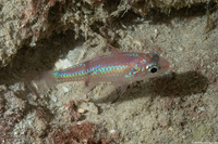 Apogon planifrons (Pale Cardinalfish)