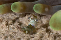Thor amboinensis (Squat Shrimp)