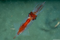 Abralia veranyi (Gianteye Squid)