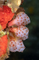 Eudistoma sp.1 (Strawberry Tunicate)