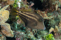 Cantherhines pullus (Orangespotted Filefish)