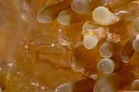 Periclimenes rathbunae (Sun Anemone Shrimp)