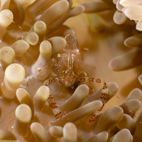 Periclimines rathbunae (Sun Anemone Shrimp)