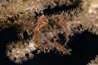 Podochela sp.1 (Neck Crab)