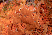 Family Didemnidae (Overgrowing Tunicate)
