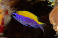 Chromis insolata (Sunshinefish)