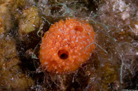 Scopalina ruetzleri (Orange Lumpy Encrusting Sponge)