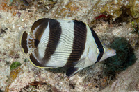 Chaetodon striatus (Banded Butterflyfish)