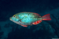 Sparisoma aurofrenatum (Redband Parrotfish)